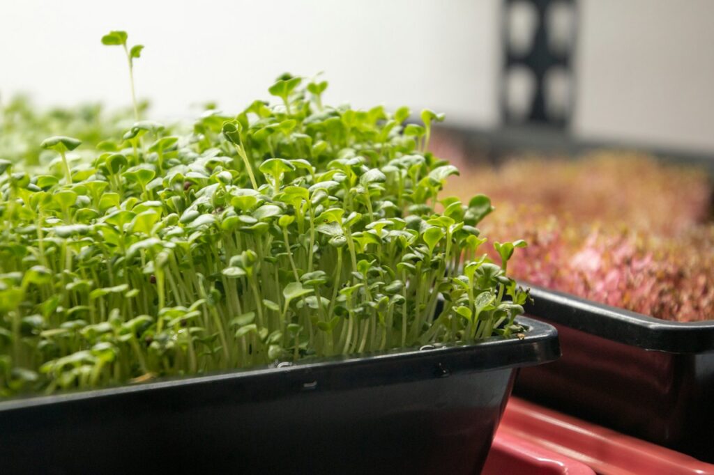 Vassoio Microgreens Freschi Ristorazione - Daikon