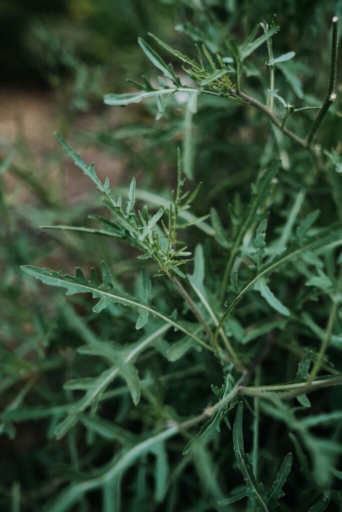 Vassoio Microgreens Freschi Ristorazione - Rucola